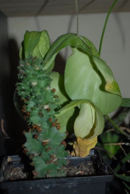 Monadenium 010yy.jpg