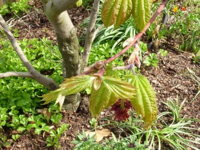 20120411 028 - Kopie (640x480).jpg