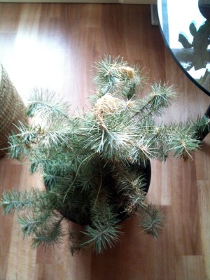 Foto.JPG