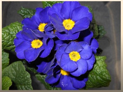 blaue Primeln.jpg