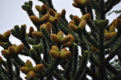 13-03-30-araucaria.JPG