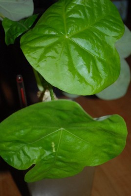 Jatropha213 003yy.jpg