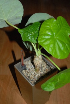 Jatropha213 001yy.jpg