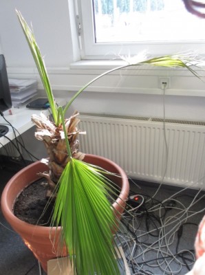 Palme.jpg