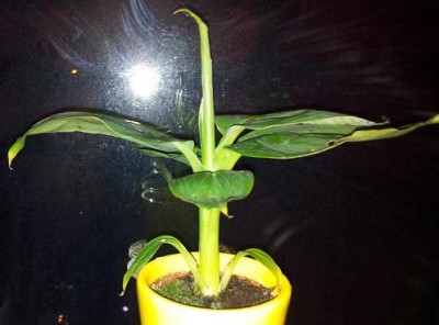 Banane 2 Neu.jpg