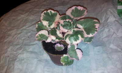 20130331_002722.jpg