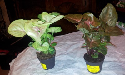 20130331_002616.jpg