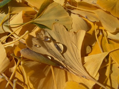 staudengarten231.JPG