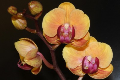 Blüte Rotlaubige Phalaenopsis am 30.03.2013.jpg