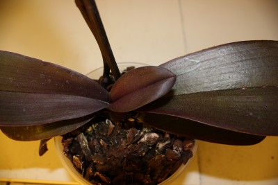Rotlaubige Phalaenopsis am 30.03.2013.jpg