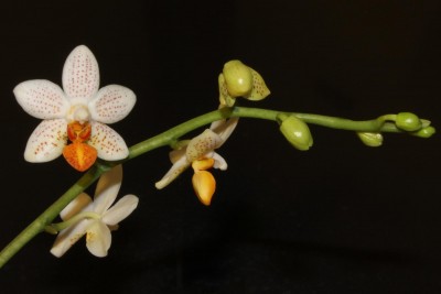Phalaenopsis mini mark Blüte 29.03.2013.jpg