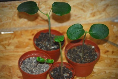 Jatropha 001yy.jpg