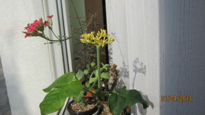 jatropha podagrica Blüte 1.04.13.jpg