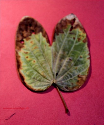 baum_blatt_te.jpg