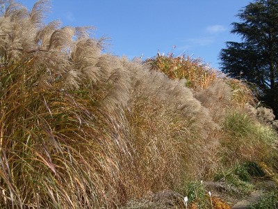 staudengarten035.JPG