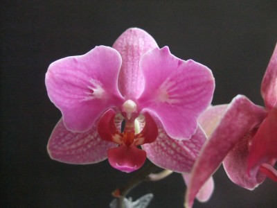 DSCF9668.JPG