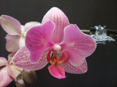 DSCF9670.JPG