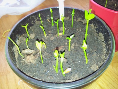 2013-04-02 12.14.34.jpg