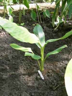 PICT0066.JPG