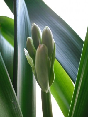 Knospe 01.04.2013.jpg