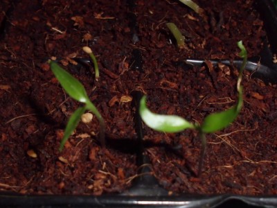 DSCI0116.JPG