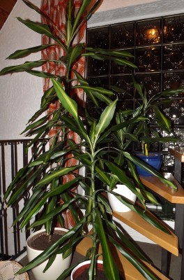 Dracaena fragrans.jpg