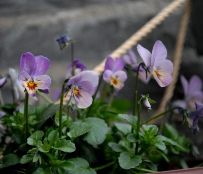 Frühling2013 006yy.jpg