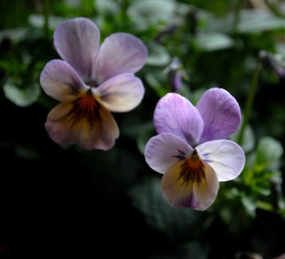 Frühling2013 005yy.jpg