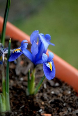 Frühling2013 004yy.jpg