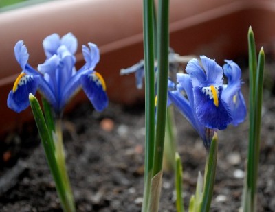 Frühling2013 002yy.jpg