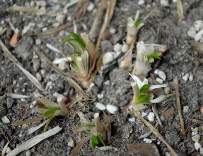 Frühling2013 001yy.jpg