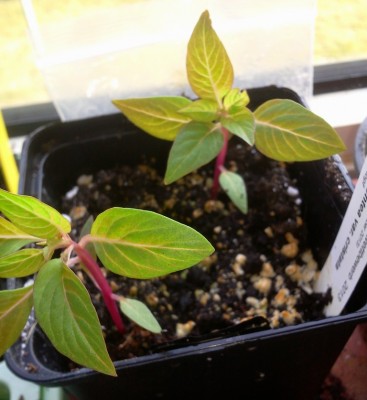 Celosia 03.04.2013.jpg