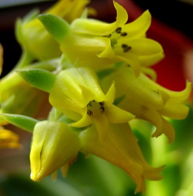 Echeveria p..jpg