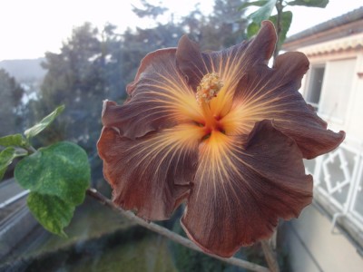 DSC05076 Black Jack.jpg