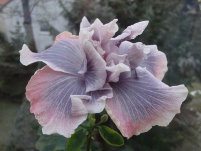 DSC05081 Marianne Charlton.jpg