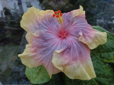 DSC05092 Persian Rug.jpg