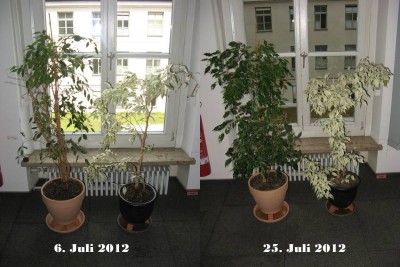 Ficus.jpg