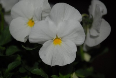Frühling2013 010yy.jpg
