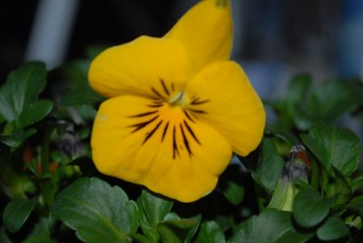 Frühling2013 009yy.jpg