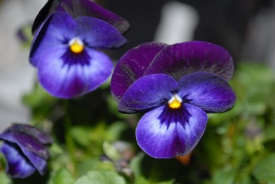 Frühling2013 008yy.jpg