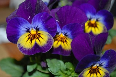 Frühling2013 007yy.jpg