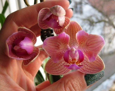 2012Pelorische Phal0056.jpg