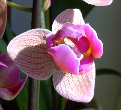 2011Pelorinchen.jpg
