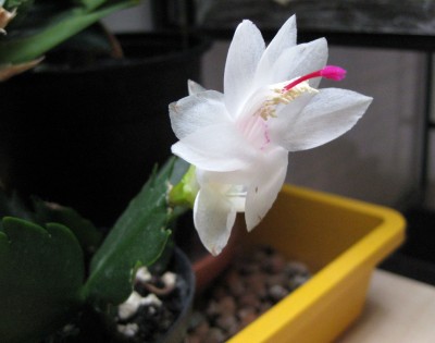 Steckling Weihnachtskaktus_8270.jpg