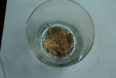 Glas4.JPG