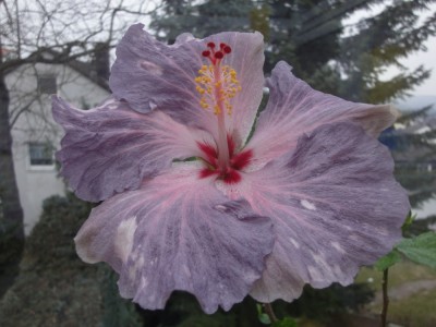 DSC05121 Snow on the Mountain.jpg