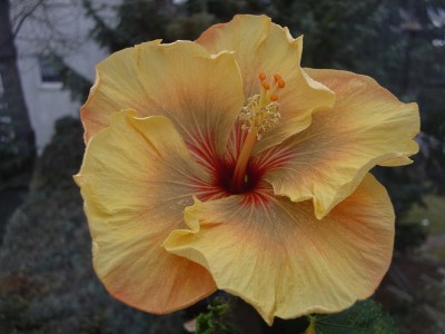 DSC05109 Allen Sue.jpg