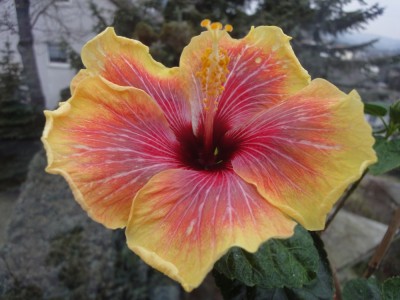 DSC05115 Jolanda Gommer.jpg