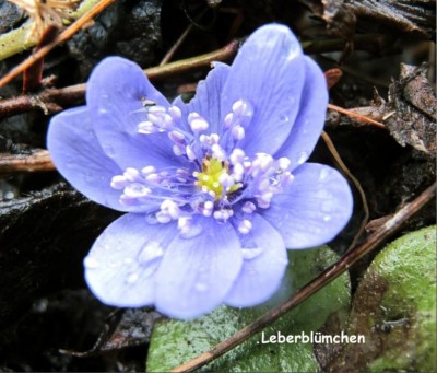 Leberblümchen.JPG