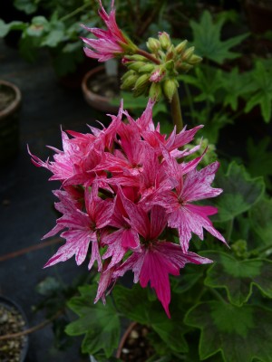 Pel. Hybr. Faye Brawner.JPG